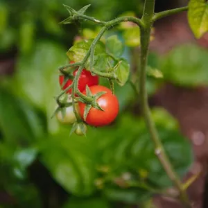 Nea's Green Garden Appartamento Fiume